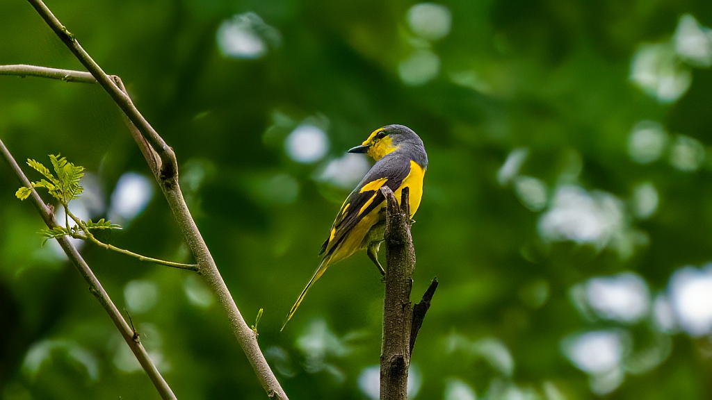 Orange Minivet